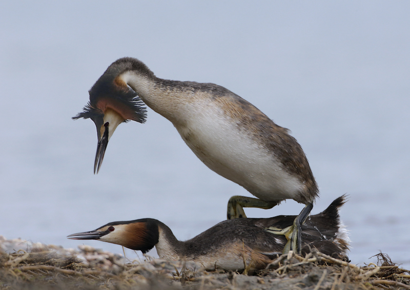 dekking futen.BP.jpg